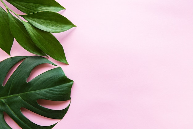 Tropical leaves and monstera leaf