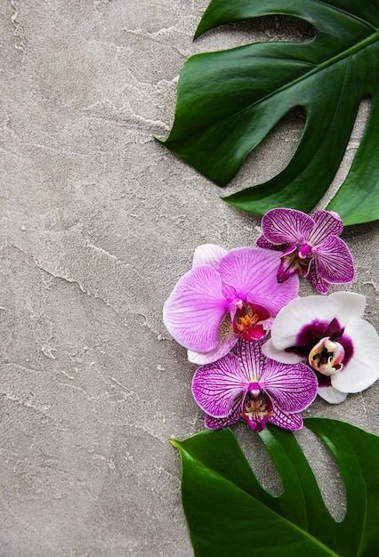 Tropical leaves monstera and  orchid flowers