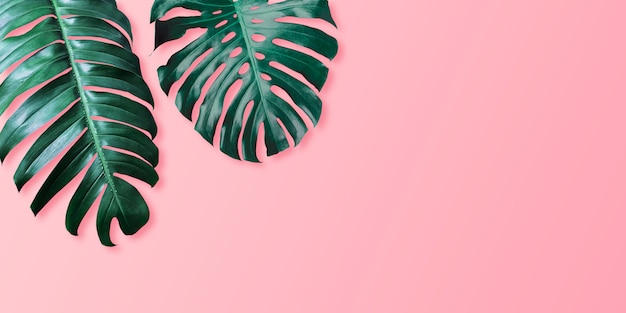 Monstera tropicale e philodendron delle foglie sull'estate minima del fondo rosa di colore