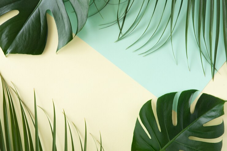 Фотография тропические листья monstera на розовом фоне. плоская планировка, вид сверху