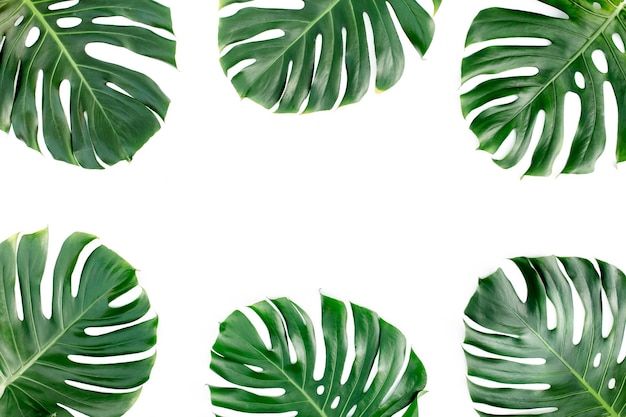 Tropical leaves monstera on white background flat lay top view