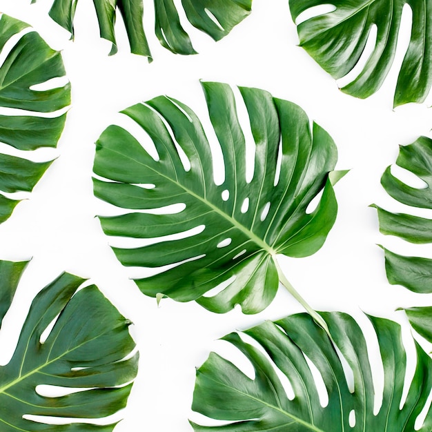 Tropical leaves monstera on white background flat lay top view