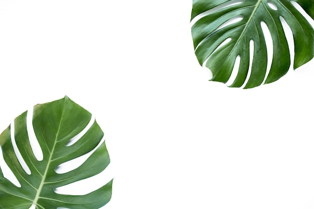 Tropical leaves Monstera on white background Flat lay top view