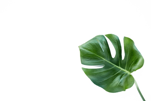 Tropical leaves monstera on white background flat lay top view