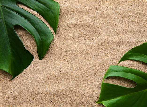 Tropical leaves monstera