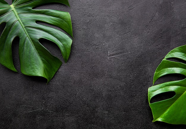 Tropical leaves monstera