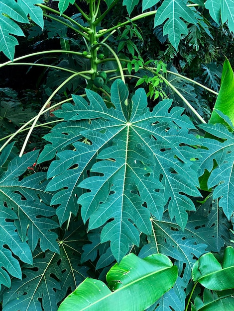 Photo tropical leaves in nature, close-up