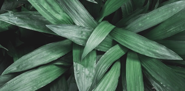 Tropical leaves in nature