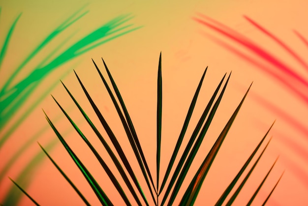 Tropical leaves in neon light with duotone shadows