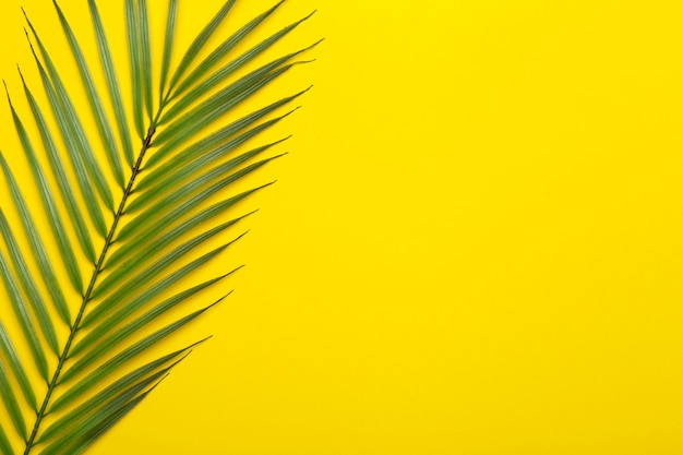 Tropical leaves on a orange background