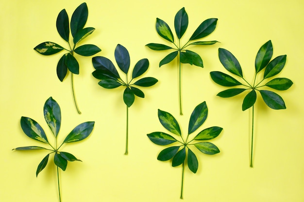 Photo tropical leaves on pastel yellow background