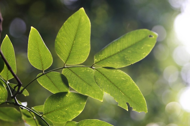 Tropical leaves texture background