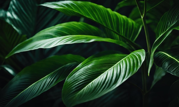 Tropical leaves textureAbstract nature leaf green texture backgroundvintage dark tonepicture can