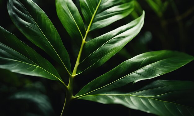 熱帯の葉の質感 抽象的な自然 葉の緑色の質感背景 ヴィンテージの暗い色の絵