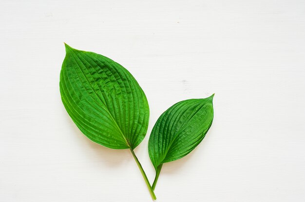 Tropical leaves on white background. Minimal nature concept. Flat lay 