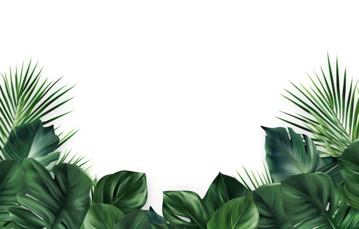 Photo tropical leaves on white background