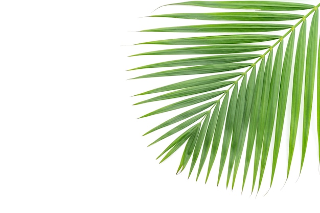 tropical leaves on white background