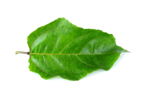 Tropical leaves on white background