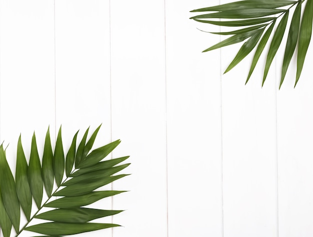 Tropical leaves on white boards background, top view