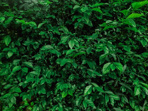 Tropical leaves with dark green texture