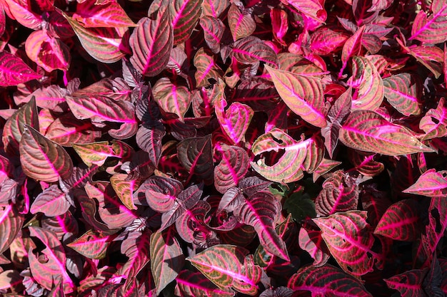 Tropical leaves with pink and purple color Leaf nature background