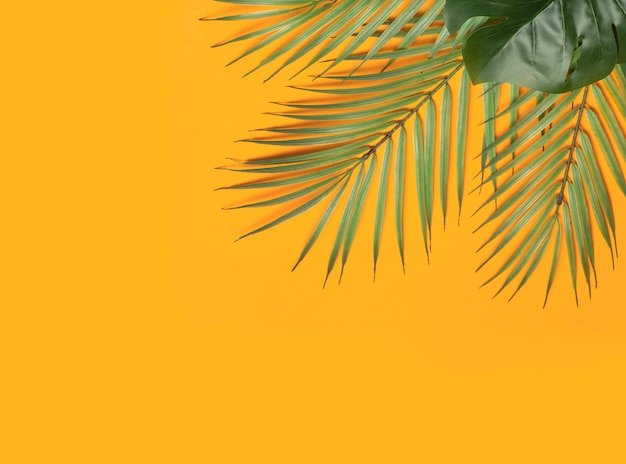 Tropical leaves on a yellow background