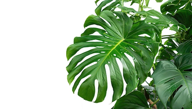 tropical leaves