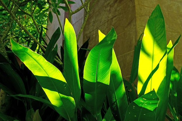 Tropical leaves