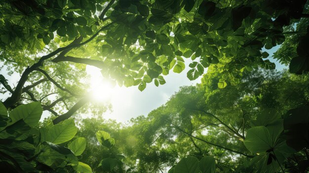 Tropical light jungle background