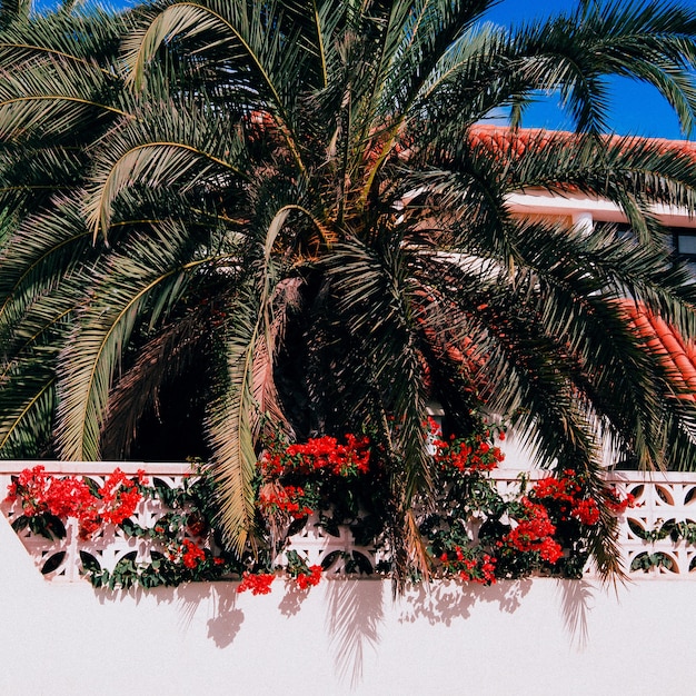 Foto sfondo di posizione tropicale. fiori rossi e palme. vita in viaggio