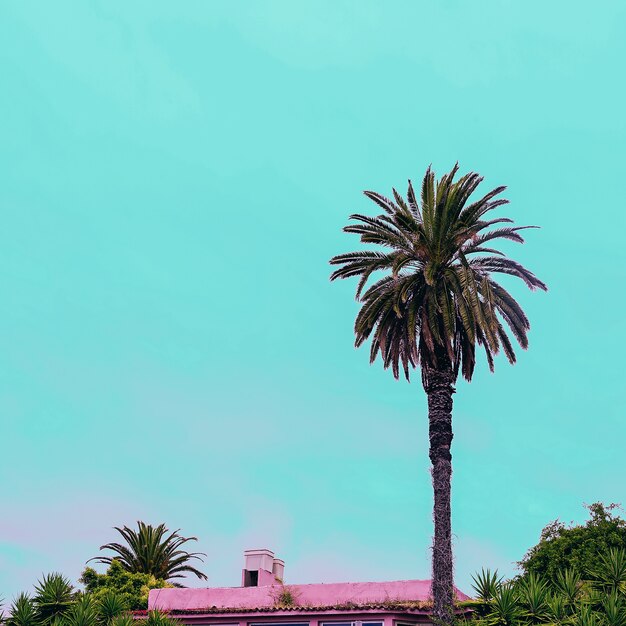 Photo tropical location. canary islands. minimal