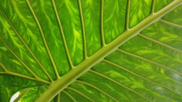 Tropical lush green leaves