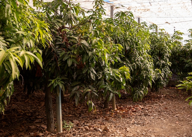 Photo tropical mango trees with delicious fruits