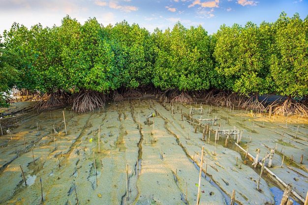 Тропический мангровый лес под солнечным светом с пасмурным голубым небом в бухте Пханг Нга в Таиланде