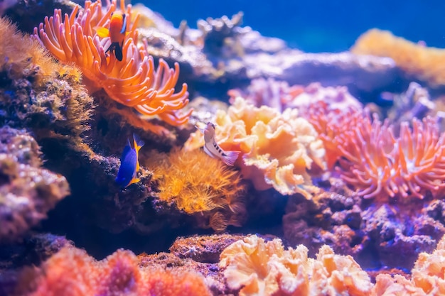 Foto pesci marini tropicali su una barriera corallina