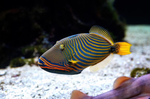 Tropical marine fish orangestriped balistap underwater on a blurred background of a seascape