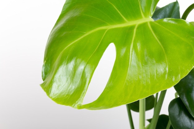 Tropical Monstera deliciosa on white background Home gardening minimalist trendy concept Close up