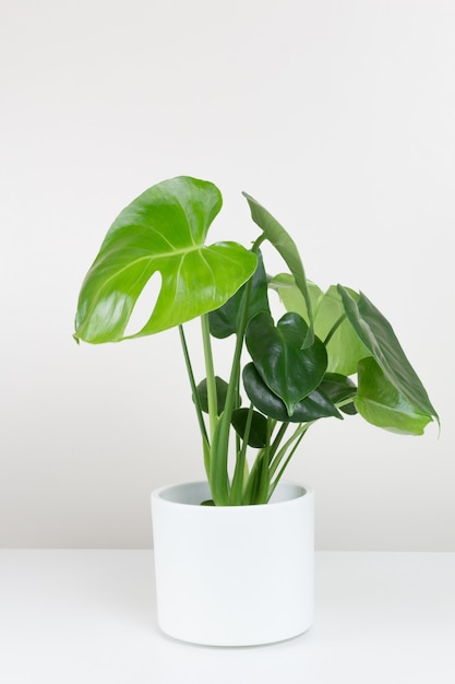 Tropical monstera deliciosa in white flowerpot on white background home gardening minimalist trendy concept