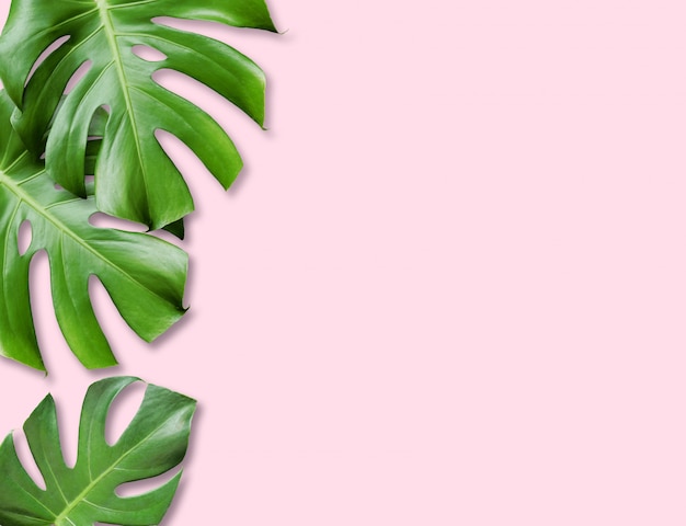 Tropical monstera leaves pink background.