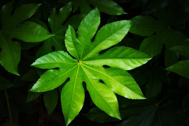 Tropical nature green leaf texture background