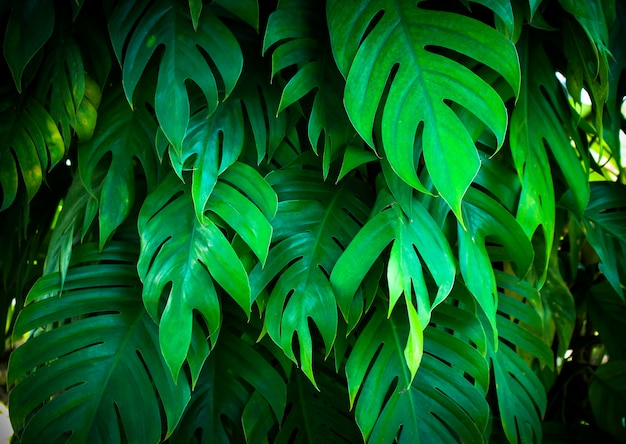 Tropical nature green monstera palm leaves pattern