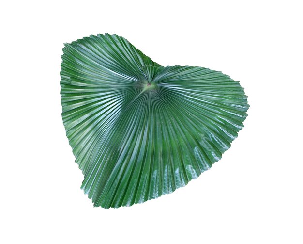 Photo tropical nature green palm leaf pattern