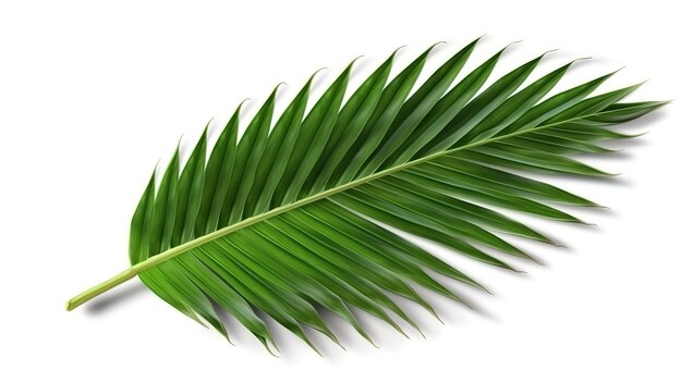 Tropical nature green palm leaf on transparent background Generative Ai