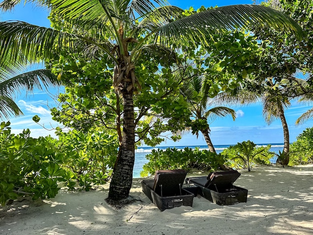 Tropical nature landscape Sunbeds on sandy beach Beautiful coast of Mahe island Seychelles