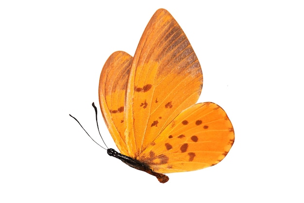 Farfalla arancione tropicale. isolato su sfondo bianco