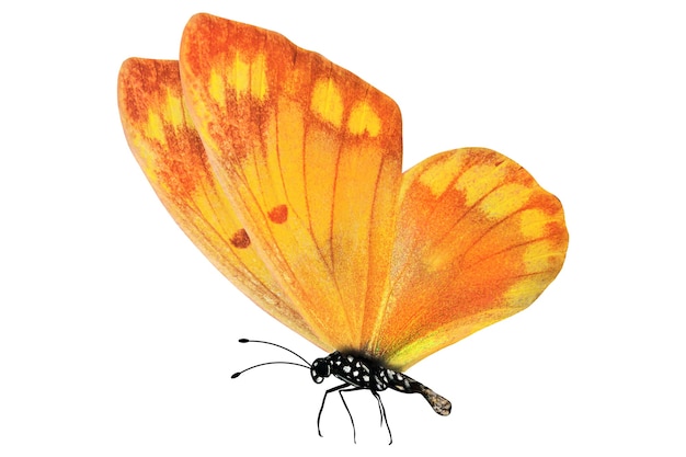 白で隔離される熱帯オレンジ色の蝶