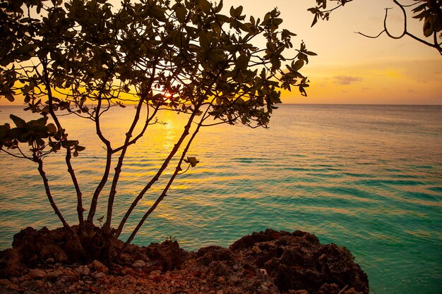 Tropical orange sunset with tree silhouettes and sea