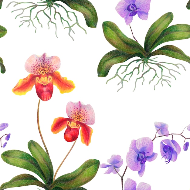 Tropical orchid in watercolor and colored pencils