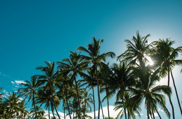 Tropical palm coconut trees on sky nature background palms landscape with sunny tropic paradise