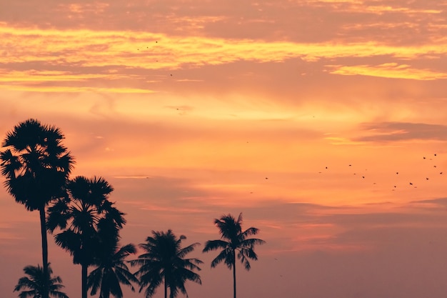 Tropical palm coconut trees on sunset sky background